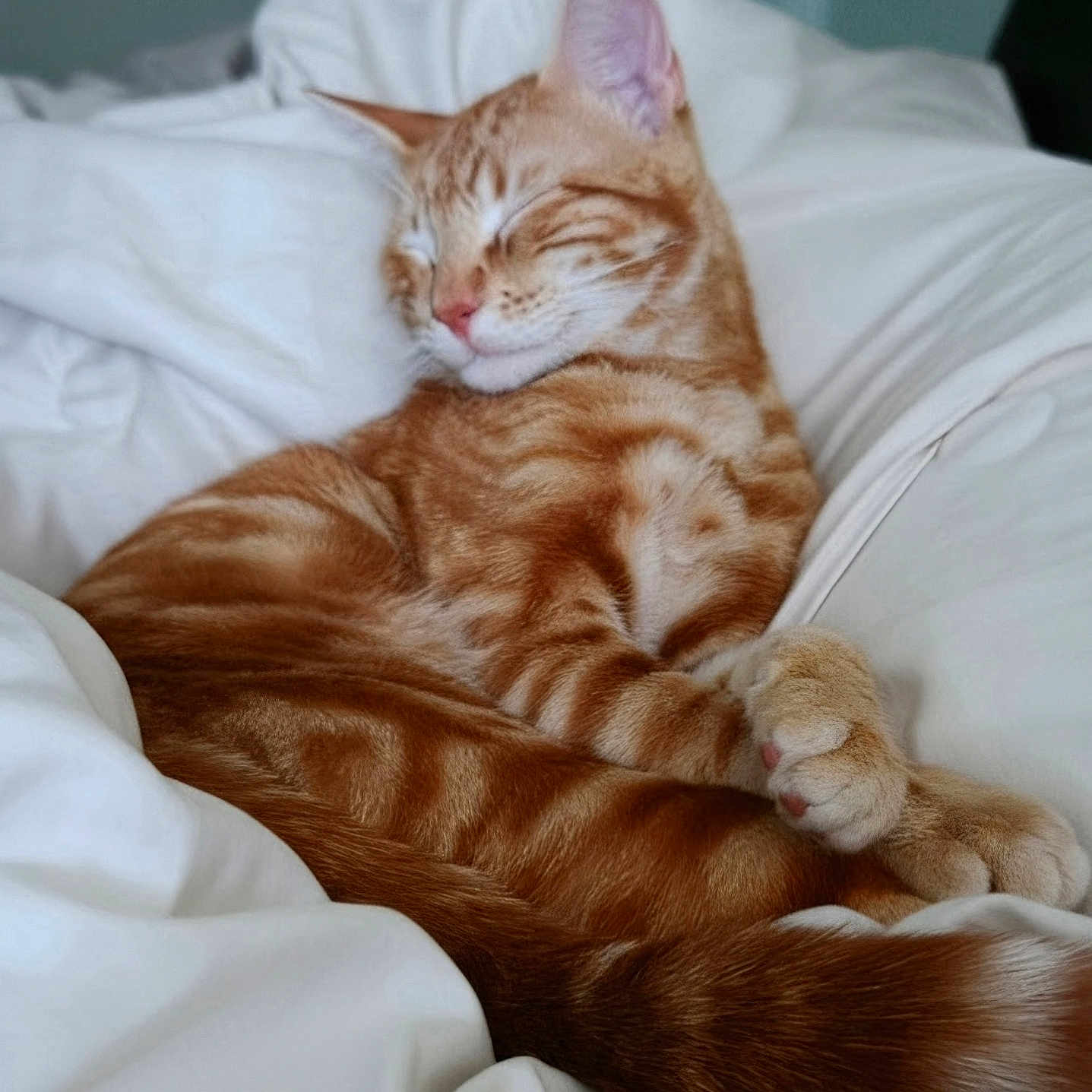 Cheeto