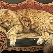 Samira is registered to the contest to win money with this photo: animal, cardboard_couch, cat, cozy, cute, decorative, domestic, feline, fluffy, fur, indoor, lounging, orange_cat, paw, pet, relaxed, resting, sleepy, small_furniture, tail