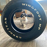 Tilou a rejoint le concours — aidez-le/la à gagner de superbes lots ! animal, black_and_white_dog, cozy, cute, decor, dog, flooring, framed, furniture, home, indoor, light, living_room, pet, portrait, rug, sitting, tire, window, wooden_floor