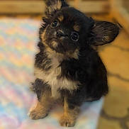 Dune participe au concours pour gagner de l'argent avec cette photo : puppy, dog, cute, fluffy, small_dog, pet, sitting, indoors, blanket, colorful, fur, ears, eyes, young, adorable, animal, companion, cute_pet, looking_up, soft