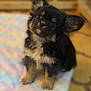 puppy, dog, cute, fluffy, small_dog, pet, sitting, indoors, blanket, colorful, fur, ears, eyes, young, adorable, animal, companion, cute_pet, looking_up, soft