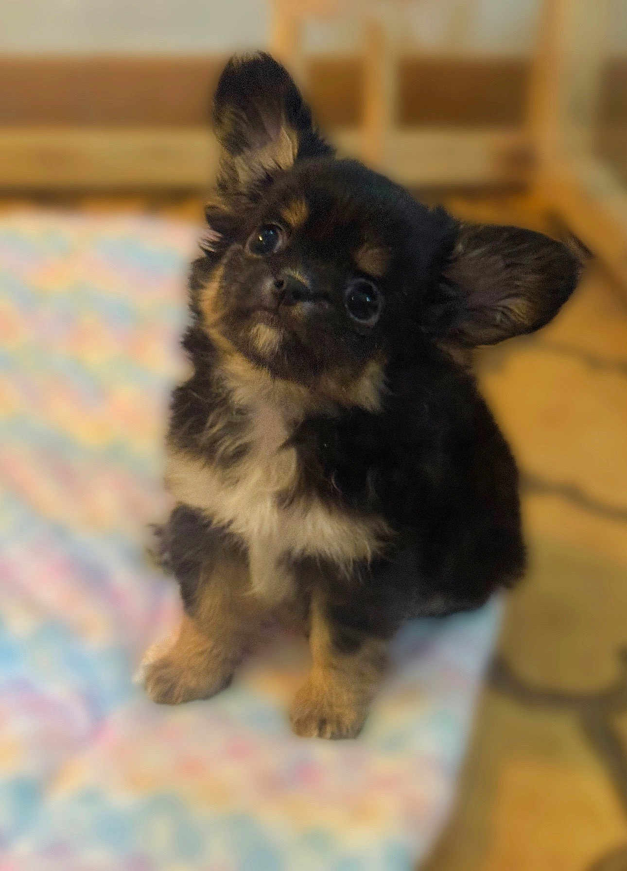 Dune participe au concours pour gagner de l'argent avec cette photo : puppy, dog, cute, fluffy, small_dog, pet, sitting, indoors, blanket, colorful, fur, ears, eyes, young, adorable, animal, companion, cute_pet, looking_up, soft