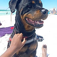 Sheba is registered to the contest to win money with this photo: rottweiler, dog, beach, sand, ocean, sunny, petting, person, hand, foot, umbrella, swimsuit, relaxing, summer, vacation, outdoor, animal, happy, canine, waves