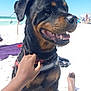 rottweiler, dog, beach, sand, ocean, sunny, petting, person, hand, foot, umbrella, swimsuit, relaxing, summer, vacation, outdoor, animal, happy, canine, waves
