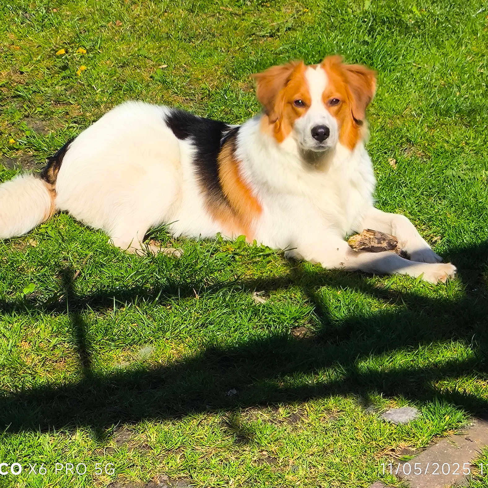 Vox participe au concours pour gagner de l'argent avec cette photo : animal, canine, companion, daylight, dog, fur, grass, lawn, nature, outdoor, paw, pet, playful, relaxing, resting, shadow, summer, sunlight, tri_color, wood