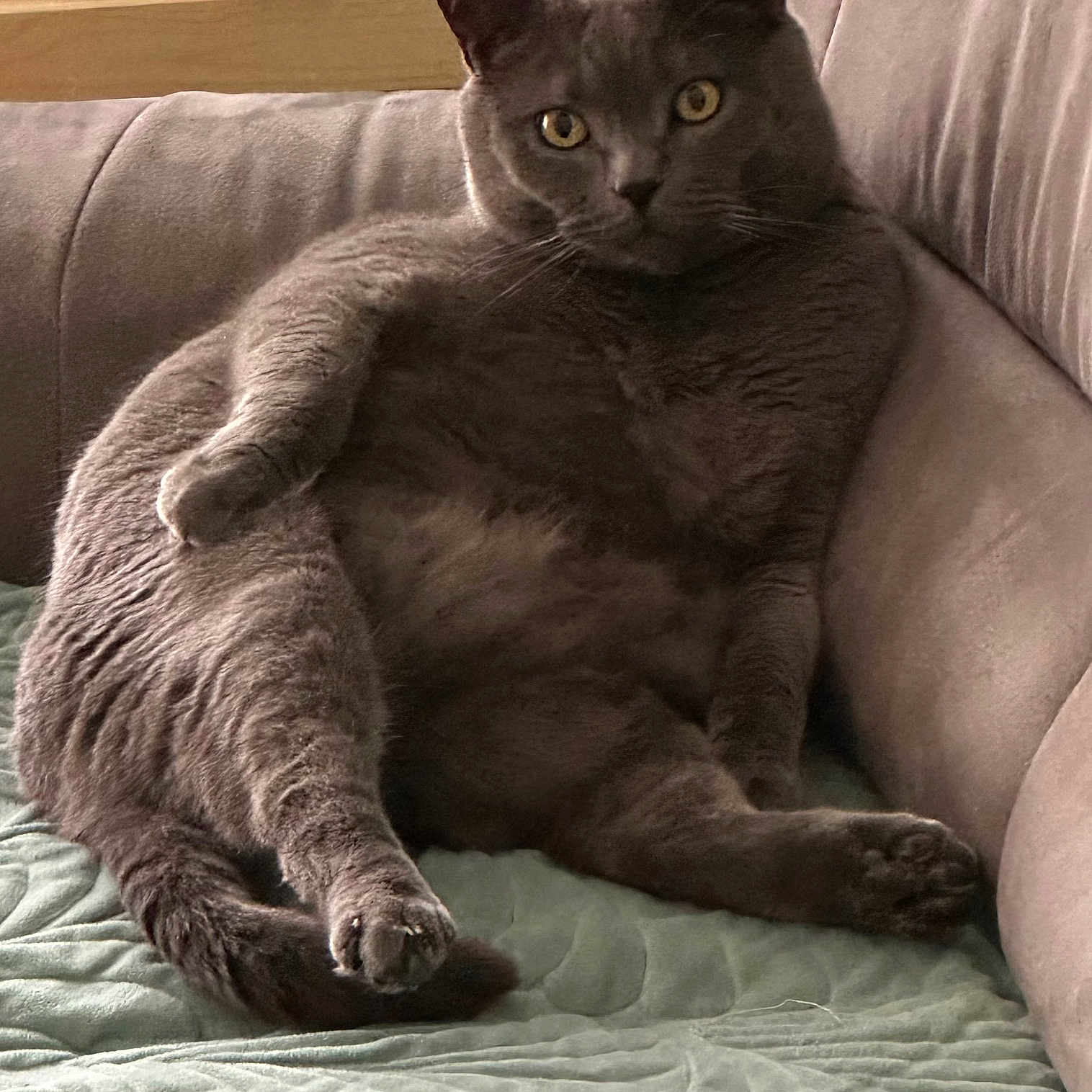Garfield