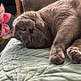 cat, sleeping, gray_cat, pet, cozy, blanket, indoor, close_up, fur, paw, cute, relaxed, whiskers, teeth, nap, soft_texture, toy, pink_bow, resting, animal