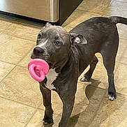 Gizmo is registered to the contest to win money with this photo: dog, pet, toy, pink, kitchen, floor, tile, indoor, animal, playful, gray, white_markings, standing, curious, ears, mouth, paw, companion, domestic, canine