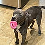 dog, pet, toy, pink, kitchen, floor, tile, indoor, animal, playful, gray, white_markings, standing, curious, ears, mouth, paw, companion, domestic, canine