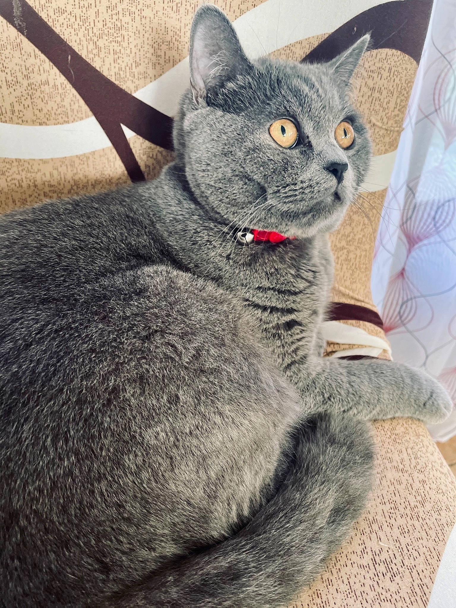 Raïley participe au concours pour gagner de l'argent avec cette photo : carnivore, cat, claw, comfort, domestic_short_haired_cat, felidae, fur, grey, paw, russian_blue, sitting, small_to_medium_sized_cats, snout, tail, terrestrial_animal, whiskers, window