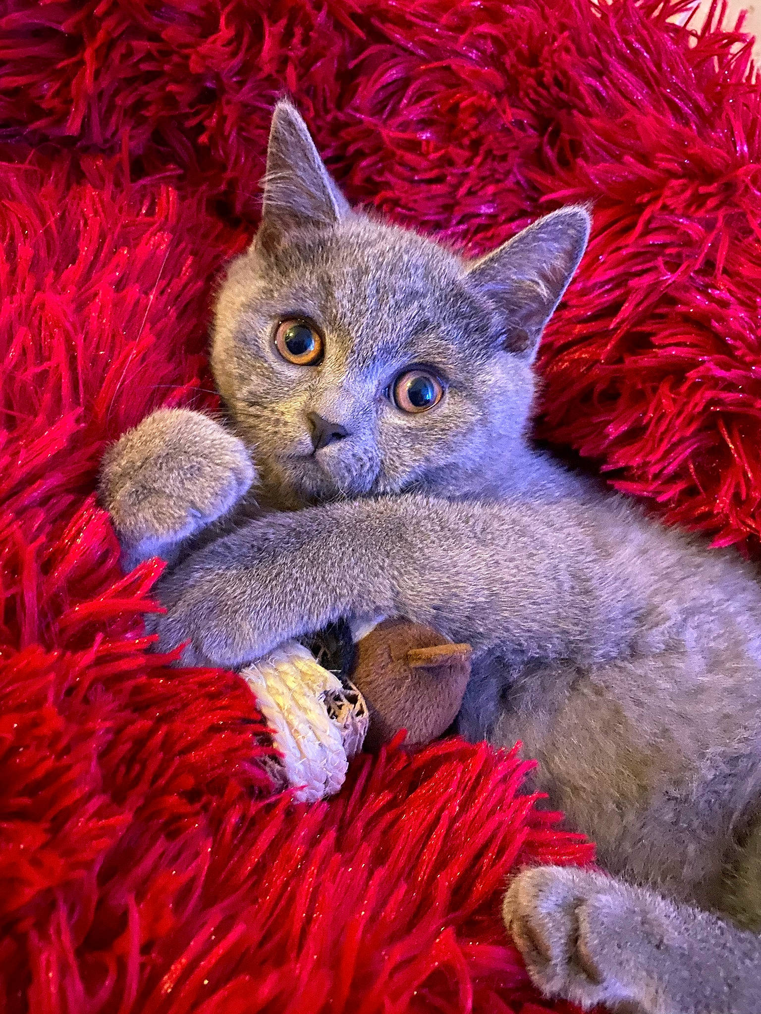 Raïley participe au concours pour gagner de l'argent avec cette photo : art, art_paint, carnivore, cat, creative_arts, event, fawn, felidae, fur, illustration, magenta, paint, painting, plant, small_to_medium_sized_cats, snout, tail, terrestrial_animal, visual_arts, whiskers