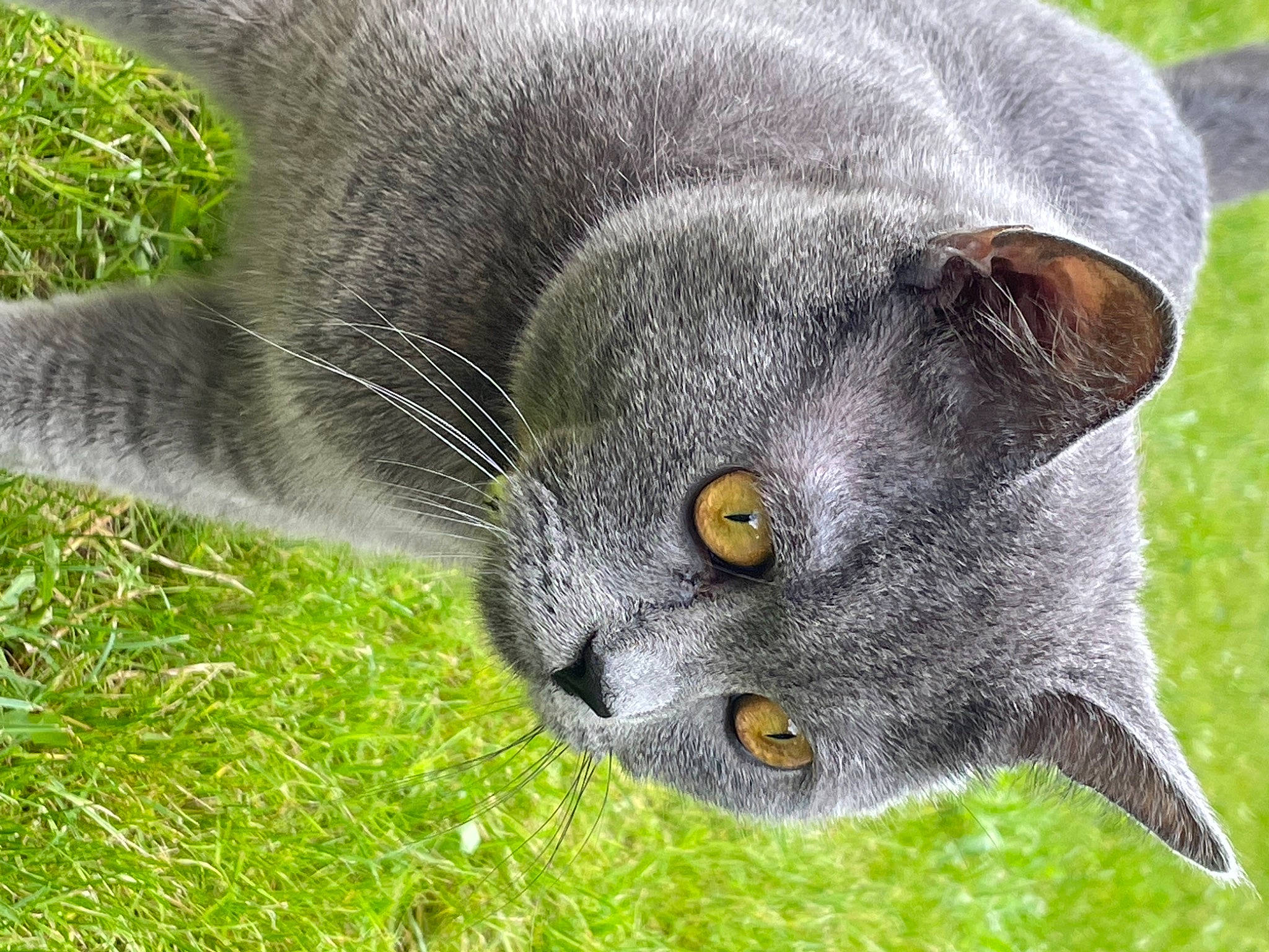 Raïley a rejoint le concours — aidez-le/la à gagner de superbes lots ! art, carnivore, cat, close_up, domestic_short_haired_cat, eye, felidae, flowering_plant, fur, grass, groundcover, plant, russian_blue, shrub, small_to_medium_sized_cats, snout, tail, terrestrial_animal, tree, whiskers
