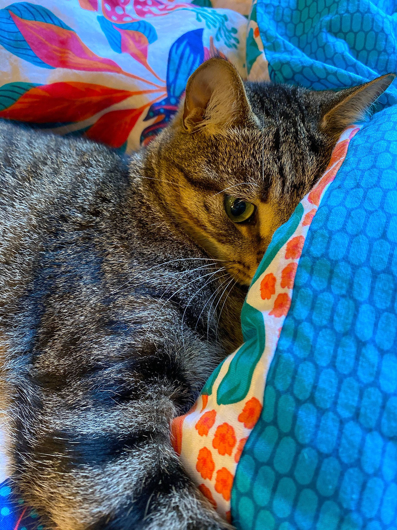 Pipper a rejoint le concours — aidez-le/la à gagner de superbes lots ! blue, carnivore, cat, claw, comfort, domestic_short_haired_cat, eye, fawn, felidae, fur, grass, linens, mammal, pattern, plant, small_to_medium_sized_cats, snout, tail, terrestrial_animal, whiskers