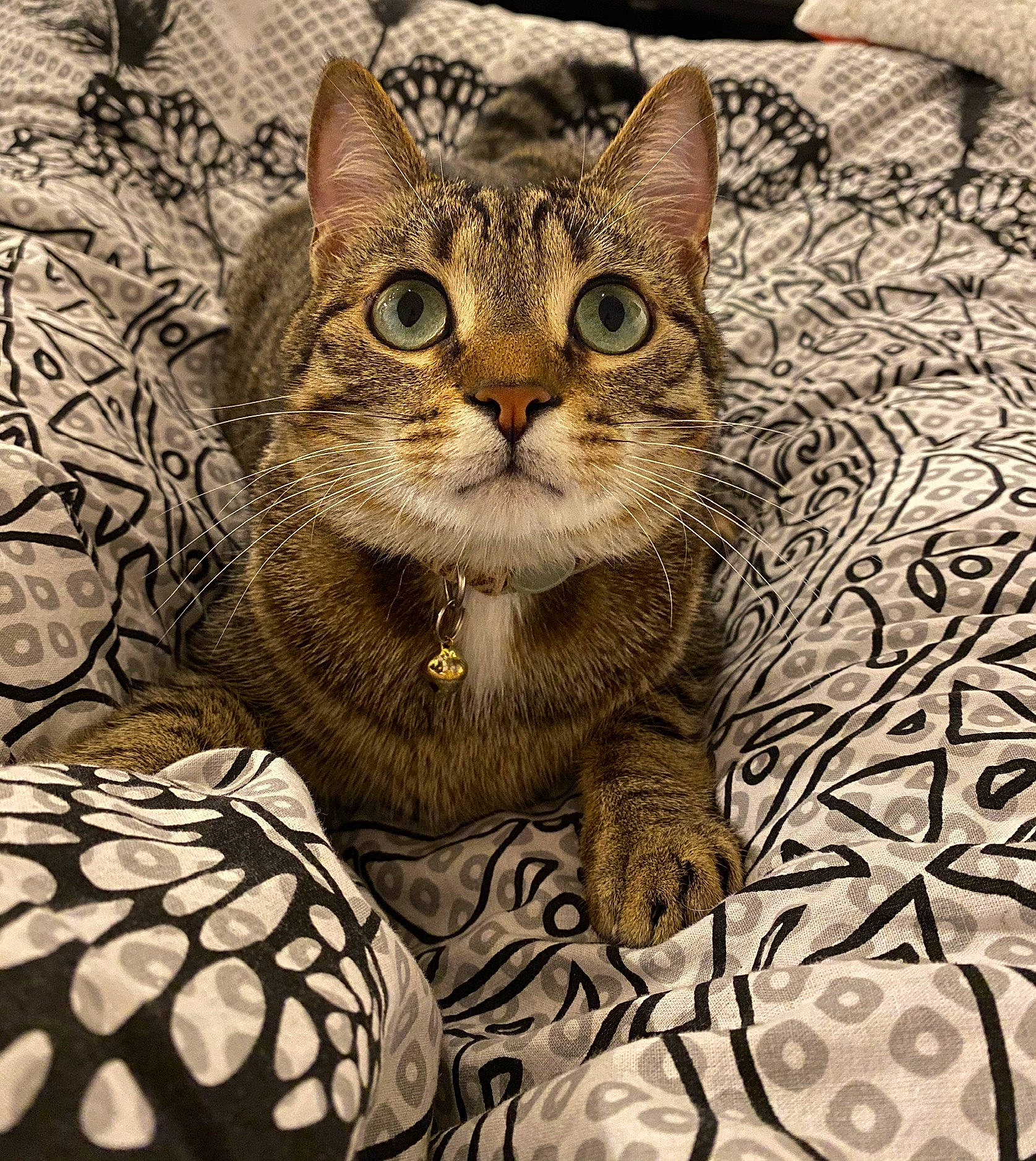 Pipper a rejoint le concours — aidez-le/la à gagner de superbes lots ! art, carnivore, cat, domestic_short_haired_cat, drawing, felidae, fur, illustration, linens, painting, pattern, paw, photo_caption, small_to_medium_sized_cats, snout, terrestrial_animal, tree, visual_arts, whiskers, wildlife