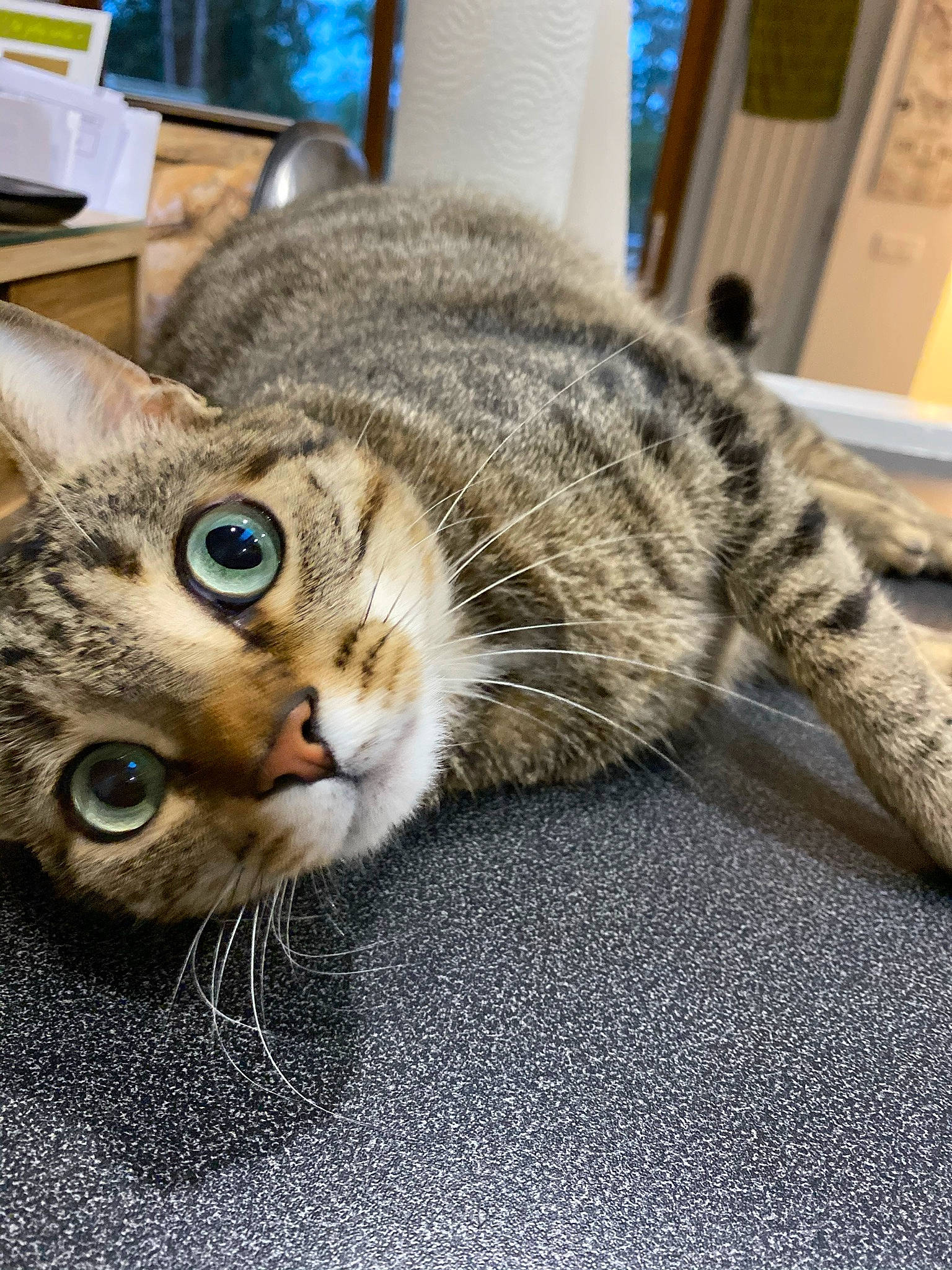 Pipper a rejoint le concours — aidez-le/la à gagner de superbes lots ! carnivore, cat, claw, domestic_short_haired_cat, felidae, fur, paw, small_to_medium_sized_cats, snout, terrestrial_animal, whiskers