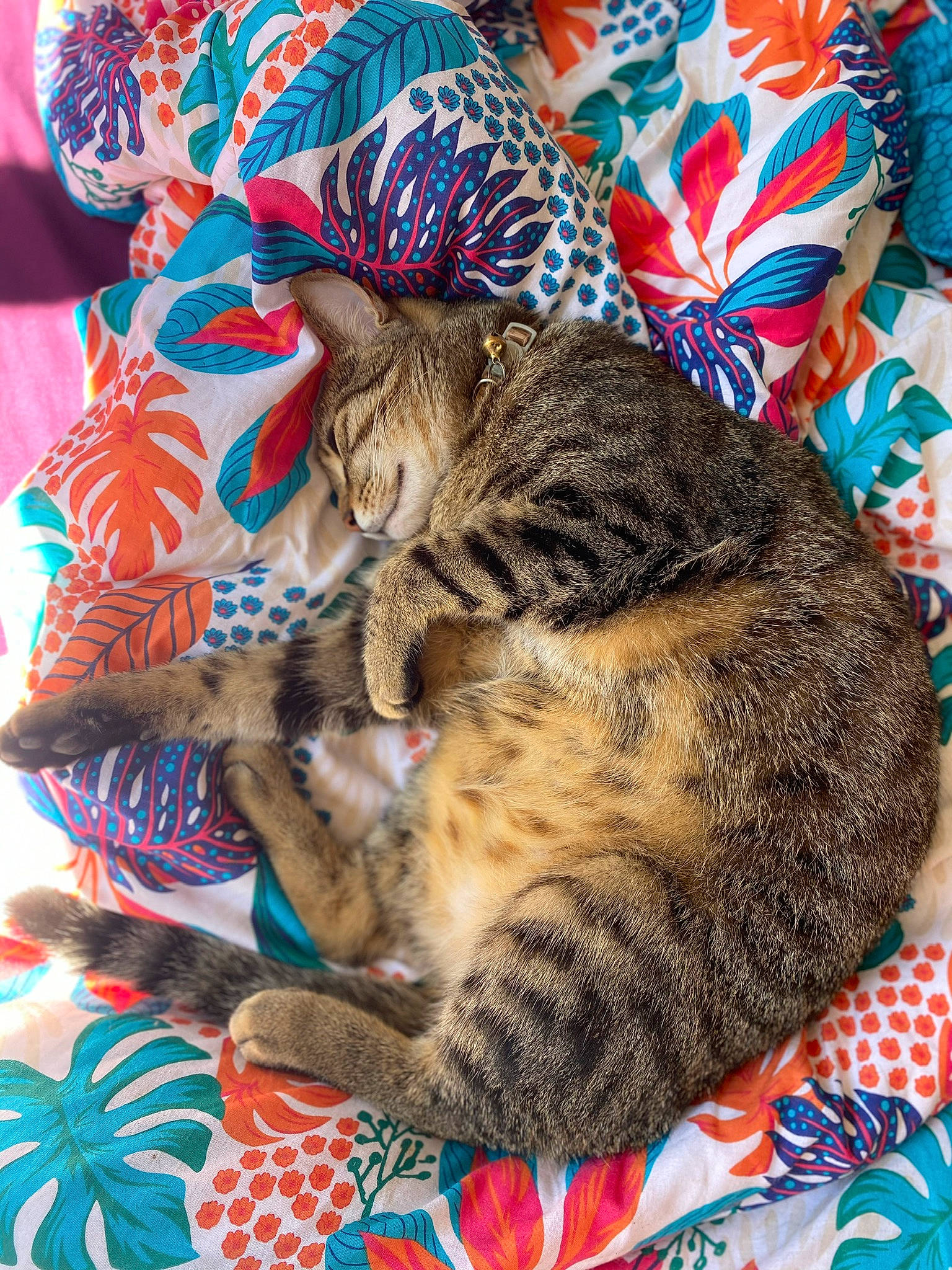 Pipper a rejoint le concours — aidez-le/la à gagner de superbes lots ! blue, carnivore, cat, claw, comfort, domestic_short_haired_cat, felidae, fur, grass, linens, nap, organism, pattern, paw, sleep, small_to_medium_sized_cats, snout, tail, terrestrial_animal, whiskers