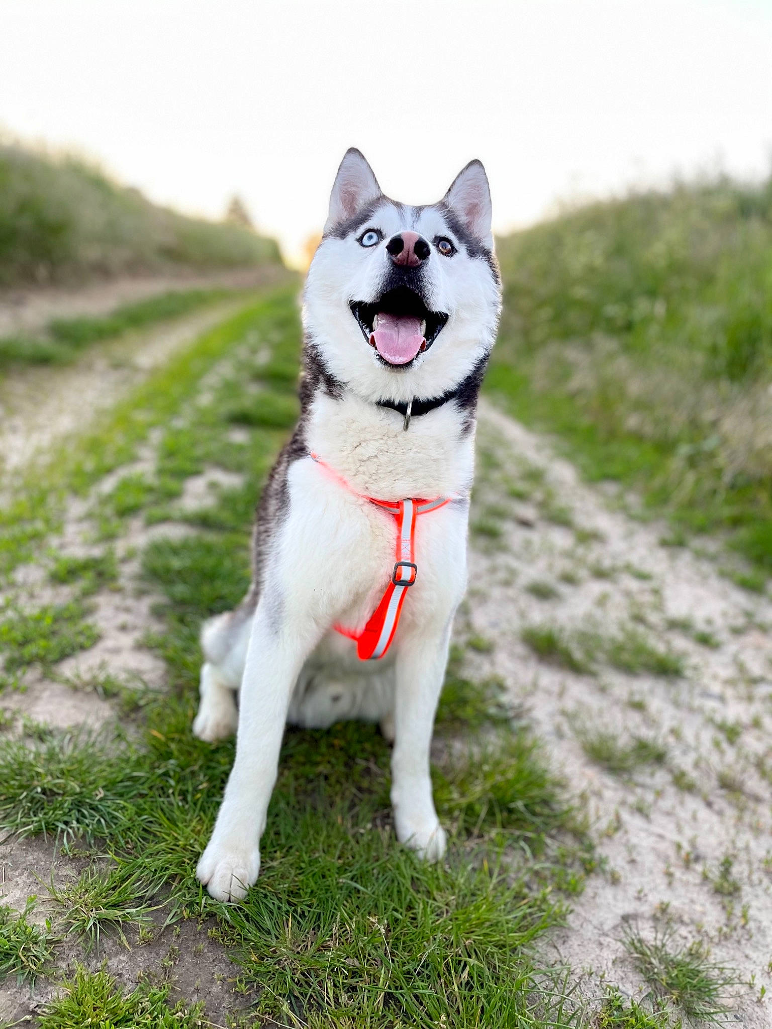 Raïko participe au concours pour gagner de l'argent avec cette photo : ancient_dog_breeds, canidae, carnivore, collar, companion_dog, dog, dog_breed, dog_collar, grass, leash, non_sporting_group, plant, siberian_husky, sky, sled_dog, sporting_group, tail, working_animal, working_dog