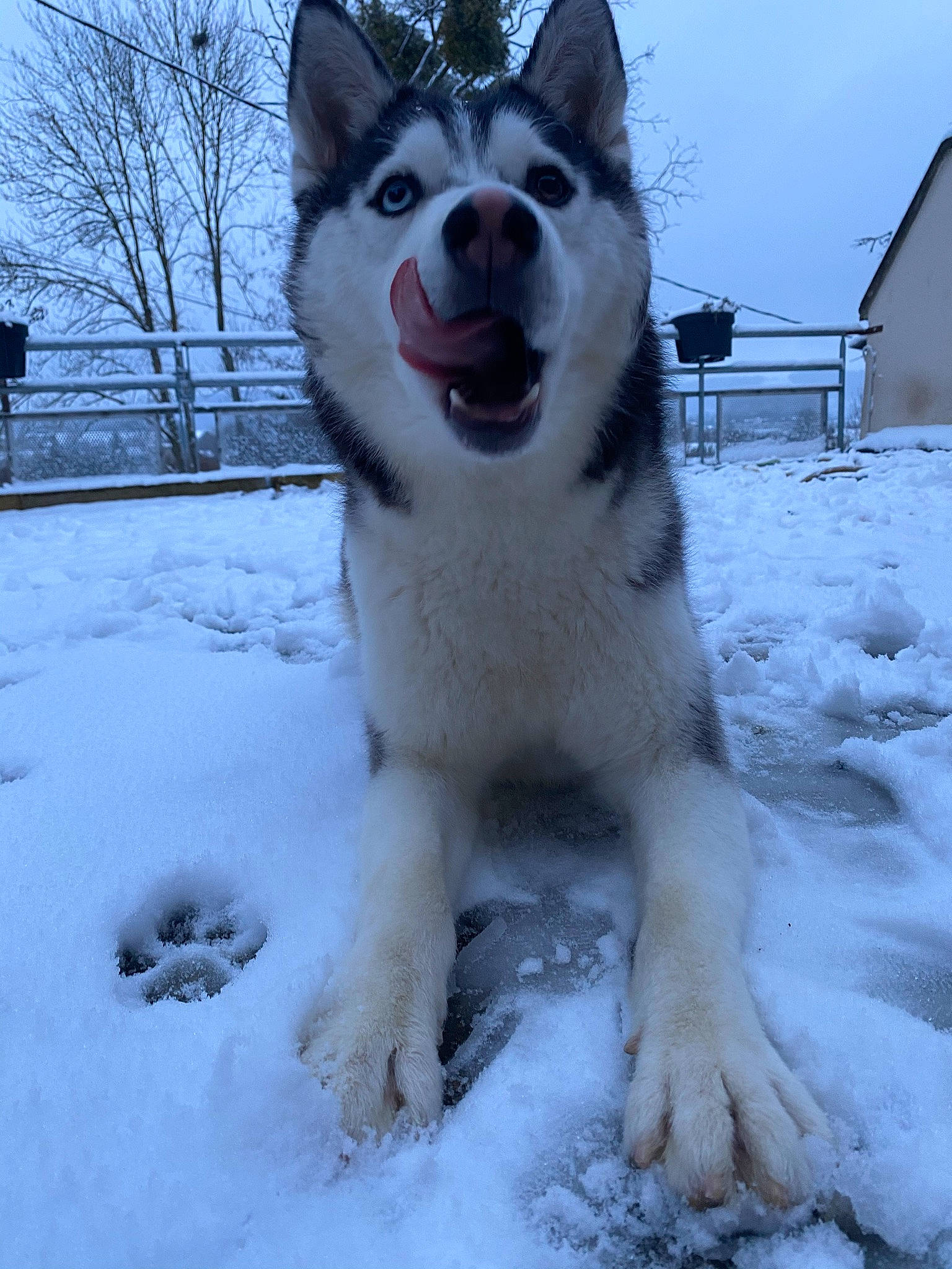 Raïko participe au concours pour gagner de l'argent avec cette photo : ancient_dog_breeds, canis, carmine, carnivore, companion_dog, dog, dog_breed, freezing, fur, recreation, siberian_husky, sky, sled_dog, snout, snow, sporting_group, tree, winter, wolf, working_dog