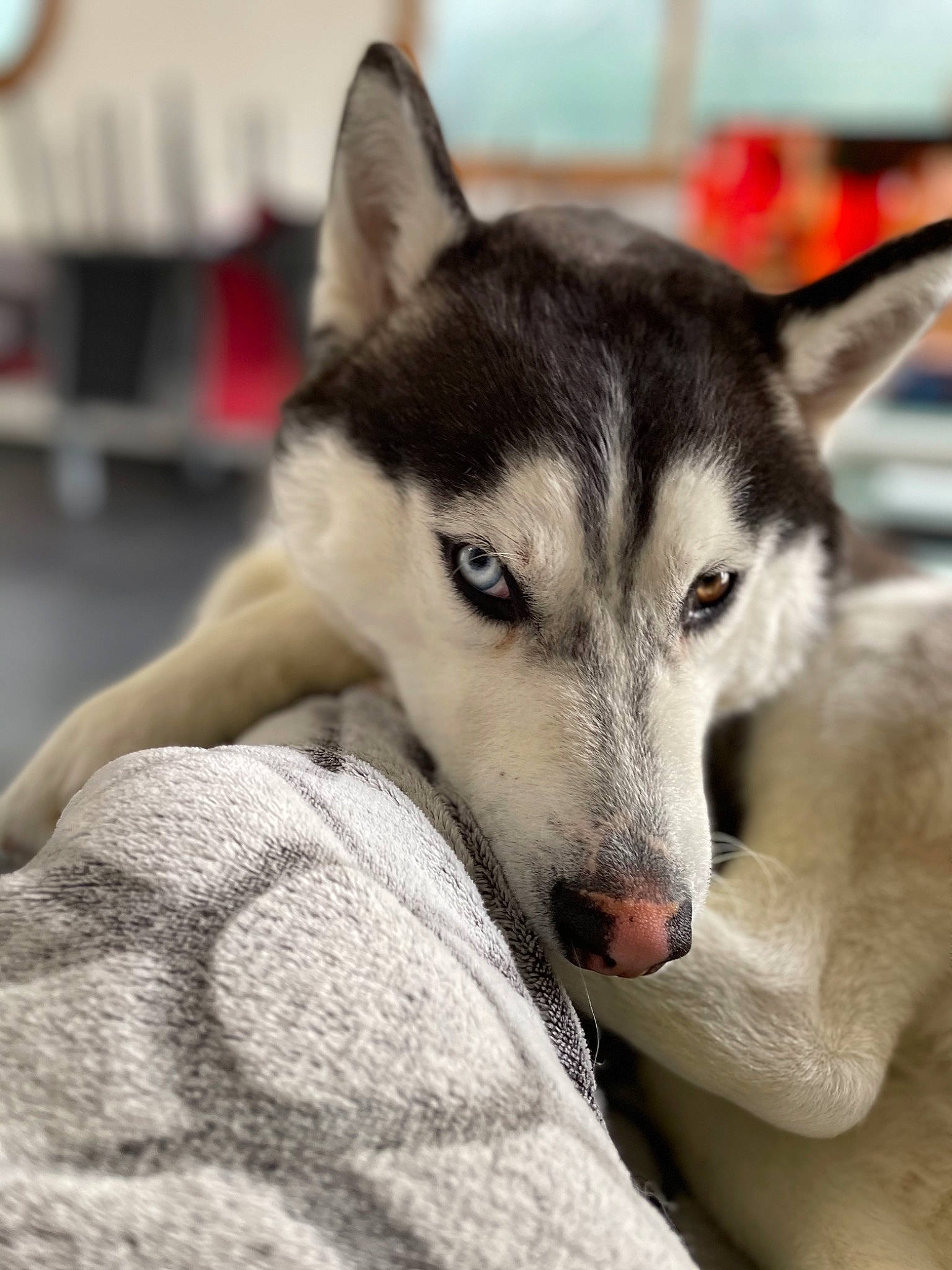 Raïko a rejoint le concours — aidez-le/la à gagner de superbes lots ! ancient_dog_breeds, canidae, canis, carnivore, clock, companion_dog, dog, dog_breed, fur, grey, non_sporting_group, recreation, siberian_husky, sled_dog, sporting_group, terrestrial_animal, whiskers, wolf, working_animal, working_dog