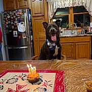 Juno is registered to the contest to win money with this photo: bandana, birthday_cake, candles, celebration, chair, countertop, cupcake, curtains, dog, food, happy, indoor, kitchen, pet, plants, refrigerator, smiling_dog, table, window, wooden_cabinets