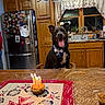 bandana, birthday_cake, candles, celebration, chair, countertop, cupcake, curtains, dog, food, happy, indoor, kitchen, pet, plants, refrigerator, smiling_dog, table, window, wooden_cabinets