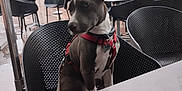 Aika participe au concours pour gagner de l'argent avec cette photo : dog, outdoor, cafe, chair, table, rainy, leash, harness, building, window, tree, street, pavement, plastic_chair, decor, statue, daytime, pet, urban, empty_chairs