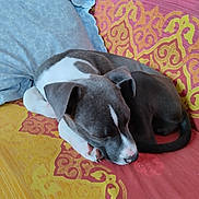 Aika participe au concours pour gagner de l'argent avec cette photo : puppy, dog, sleeping, couch, pillow, indoor, resting, pet, cute, cozy, brown, white, animal, fur, nose, ears, tail, comfort, home, relaxation