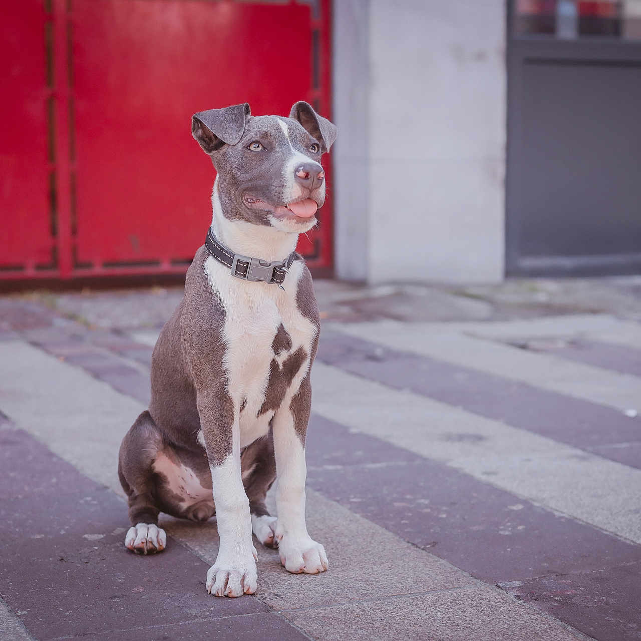 Aika a rejoint le concours — aidez-le/la à gagner de superbes lots ! alert, animal, canine, collar, cute, dog, ears_up, friendly, gray_and_white, outdoor, pavement, pet, portrait, red_door, sidewalk, sitting, street, tongue_out, urban, young_dog