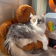 Aiko a rejoint le concours — aidez-le/la à gagner de superbes lots ! cat, fluffy, gray, white, plush_teddy_bear, chair, window, sunlight, wooden_toys, guitar, carpet, indoor, pet, relaxed, cozy, furniture, cute, animal, domestic, home