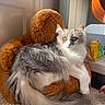 cat, fluffy, gray, white, plush_teddy_bear, chair, window, sunlight, wooden_toys, guitar, carpet, indoor, pet, relaxed, cozy, furniture, cute, animal, domestic, home