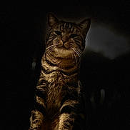 Simba participe au concours pour gagner de l'argent avec cette photo : cat, tabby, animal, pet, feline, striped, whiskers, sitting, dark_background, shadow, fur, portrait, night, ledges, closeup, mystery, light, texture, cute, indoor
