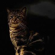 Simba a rejoint le concours — aidez-le/la à gagner de superbes lots ! cat, tabby, animal, pet, feline, whiskers, sitting, portrait, dark_background, striped, fur, cute, domestic_animal, alone, indoor, paw, alert, calm, mammal, closeup