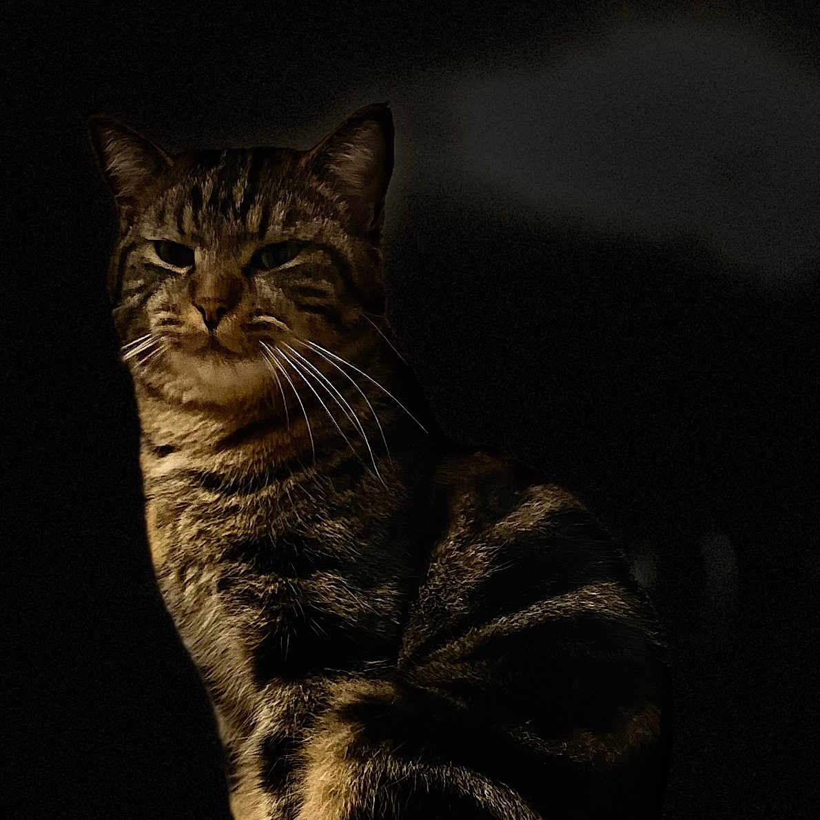 Simba a rejoint le concours — aidez-le/la à gagner de superbes lots ! alert, alone, animal, calm, cat, closeup, cute, dark_background, domestic_animal, feline, fur, indoor, mammal, paw, pet, portrait, sitting, striped, tabby, whiskers