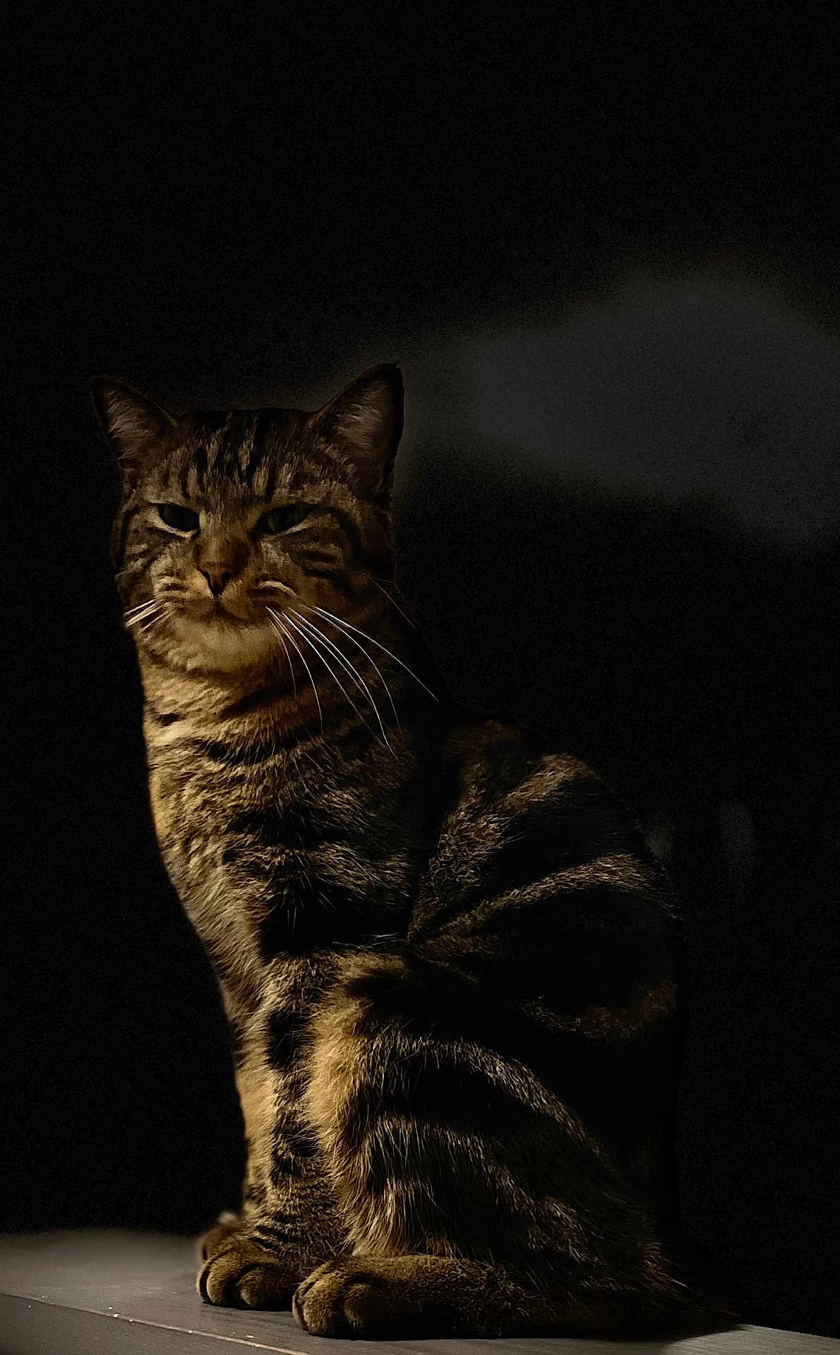Simba a rejoint le concours — aidez-le/la à gagner de superbes lots ! cat, tabby, animal, pet, feline, whiskers, sitting, portrait, dark_background, striped, fur, cute, domestic_animal, alone, indoor, paw, alert, calm, mammal, closeup