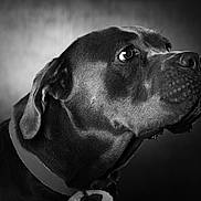Vaya a rejoint le concours — aidez-le/la à gagner de superbes lots ! animal, background_blur, black_and_white, canine, close_up, collar, dog, domestic_animal, ears, expression, fur, looking_up, monochrome, muzzle, pet, portrait, profile, studio, texture, whiskers