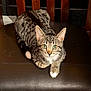 cat, tabby_cat, green_eyes, white_paws, striped_fur, chair, leather_chair, wooden_chair, pet, animal, feline, domestic_cat, sitting, looking_at_camera, indoor, curious, whiskers, ears, cute, fur