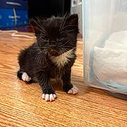 Jurnee Fernandez is registered to the contest to win money with this photo: kitten, cat, black_and_white, tuxedo_cat, wooden_floor, indoor, pet, small, cute, whiskers, paws, feline, animal, young, domestic, curious, sleepy, container, plastic, floor