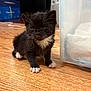 kitten, cat, black_and_white, tuxedo_cat, wooden_floor, indoor, pet, small, cute, whiskers, paws, feline, animal, young, domestic, curious, sleepy, container, plastic, floor