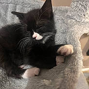 Beauty Fernandez joined the competition — help win amazing prizes! kitten, cat, black_and_white, sleeping, paw, whiskers, fur, pet, domestic_animal, feline, cozy, resting, cat_tree, indoor, soft, cute, animal, young, mammal, relaxing