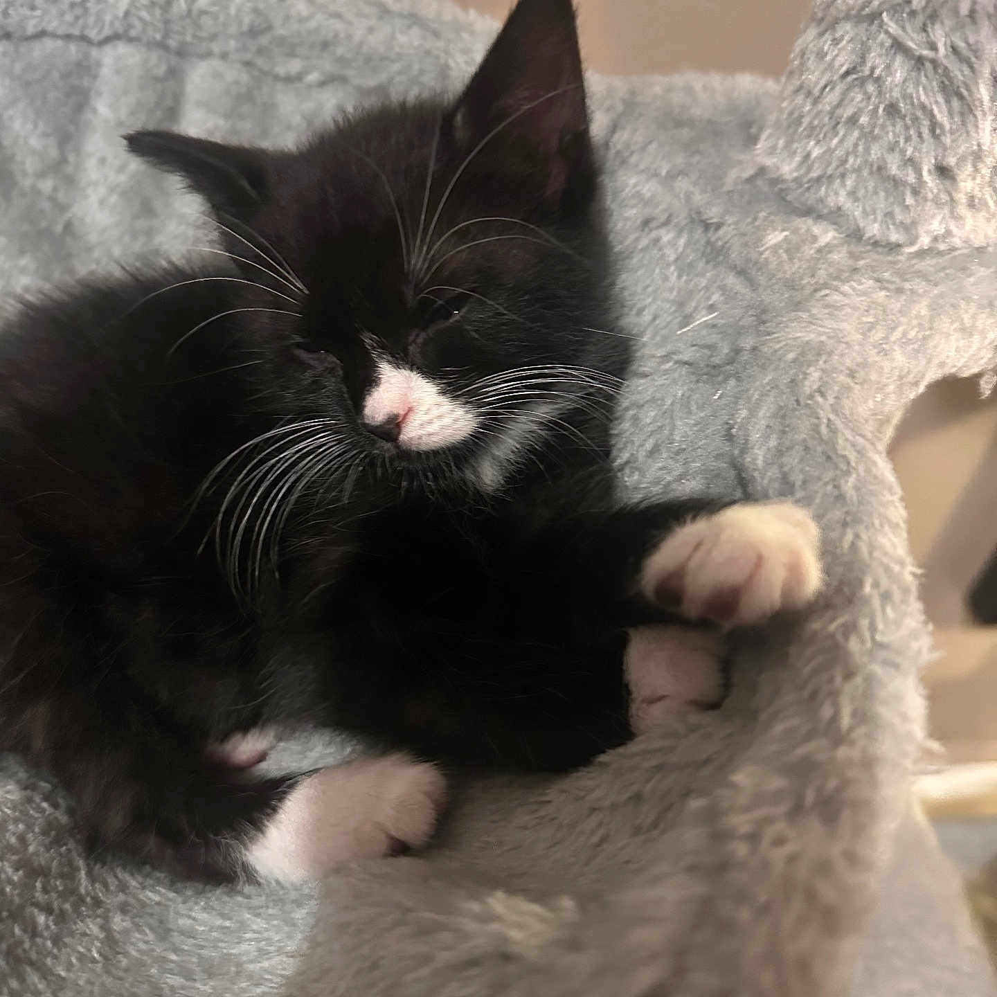 Beauty Fernandez joined the competition — help win amazing prizes! animal, black_and_white, cat, cat_tree, cozy, cute, domestic_animal, feline, fur, indoor, kitten, mammal, paw, pet, relaxing, resting, sleeping, soft, whiskers, young