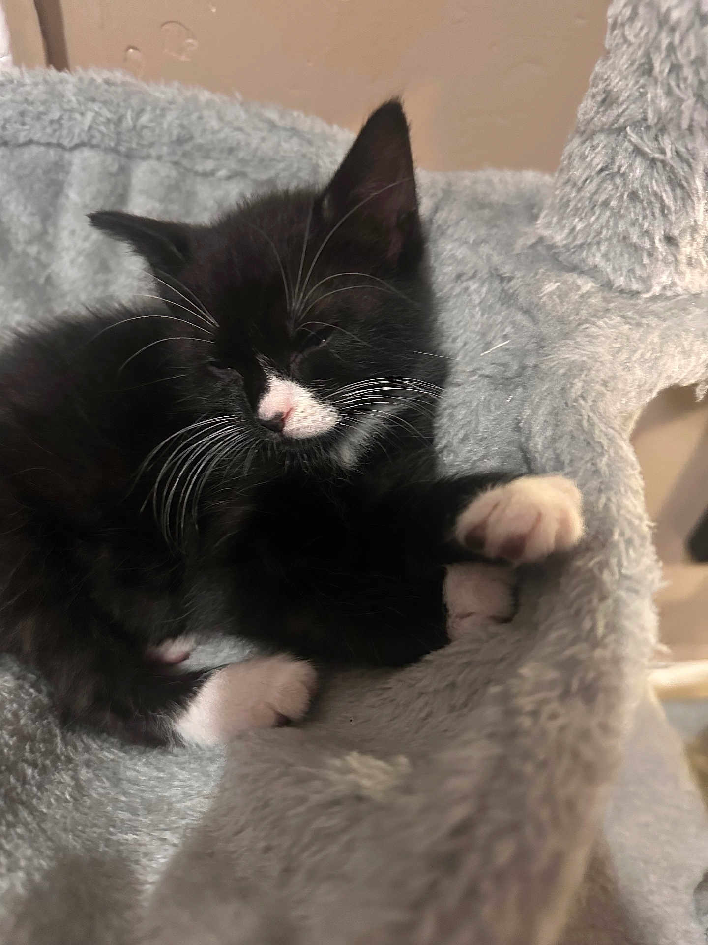 Beauty Fernandez joined the competition — help win amazing prizes! kitten, cat, black_and_white, sleeping, paw, whiskers, fur, pet, domestic_animal, feline, cozy, resting, cat_tree, indoor, soft, cute, animal, young, mammal, relaxing