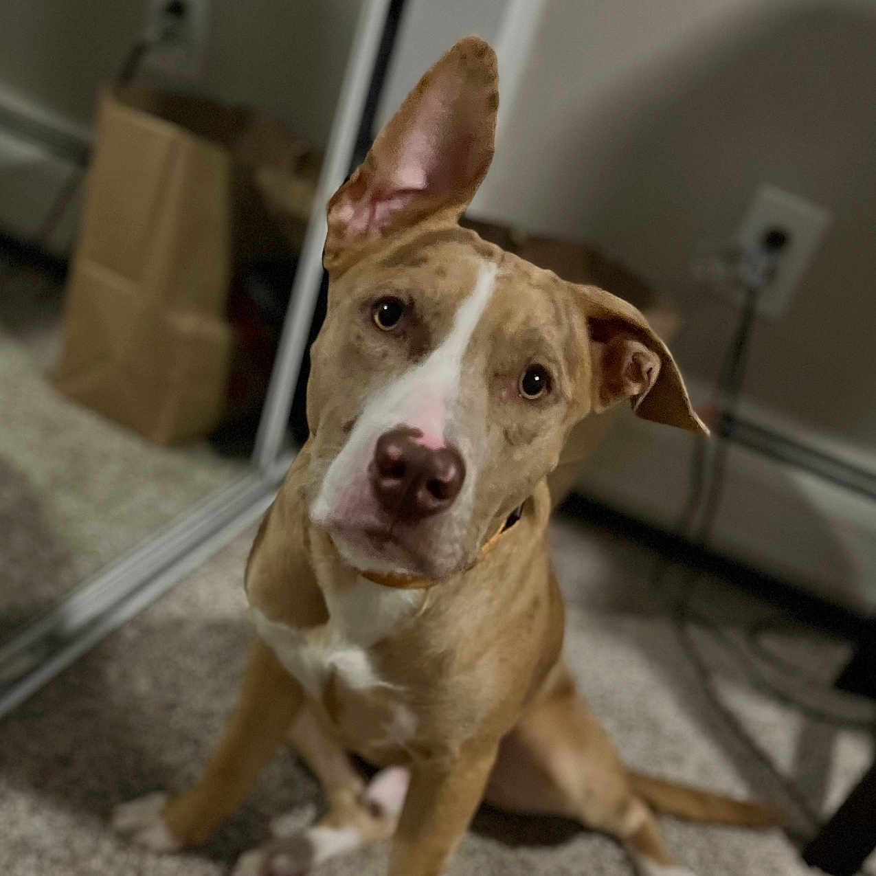 Buddy joined the competition — help win amazing prizes! animal, brown_dog, canine, carpet, collar, curious, dog, domestic, ears, electrical_outlet, floor, head_tilt, indoor, mirror, paper_bag, pet, reflection, room, sidewalk, white_paws