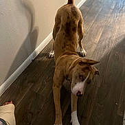 Buddy is registered to the contest to win money with this photo: dog, brown_dog, white_paws, stretching, wooden_floor, hallway, shadow, wall, indoor, pet, canine, playful, spot, flooring, tail, ears, person, bandage, foot, candid