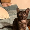 Hades participe au concours pour gagner de l'argent avec cette photo : animal, black_tabby, blanket, cat, couch, cozy, curious, domestic_cat, ears, furniture, indoor, kitten, pet, pillow, shadow, sitting, sofa, tail, whiskers, young_cat