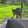 animal, black_cat, cat, chair, curious, daytime, feline, garden, grass, greenery, kitten, leaf, nature, outdoor, pet, playful, sunlight, tree_branch, wicker, young_cat