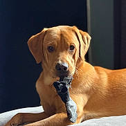 Blue is registered to the contest to win money with this photo: dog, golden_retriever, labrador, pet, animal, cushion, indoor, sock, playful, fur, muzzle, ears, paw, resting, brown, light, shadow, cute, portrait, domestic_animal
