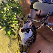 Apollo joined the competition — help win amazing prizes! animal, bell, bow_tie, cat, chair, christmas_tree, close_up, curious, decorations, domestic_cat, feline, festive, floor, holiday_decor, indoor, lights, looking_up, pet, tabby_cat, wood_floor