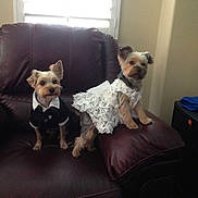 Megan joined the competition — help win amazing prizes! animal, black, blanket, brown, costume, cute, dog, domestic, dress, furniture, house, indoor, leather_chair, pet, seated, small_dog, tuxedo, two_dogs, white, window