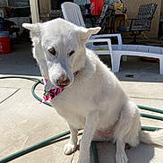 Cheyenne joined the competition — help win amazing prizes! dog, white_dog, bandana, outdoor, patio, concrete, sunlight, chair, hose, furniture, pet, animal, sitting, backyard, house, daylight, ears, nose, tail, domestic_animal