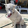dog, white_dog, bandana, outdoor, patio, concrete, sunlight, chair, hose, furniture, pet, animal, sitting, backyard, house, daylight, ears, nose, tail, domestic_animal